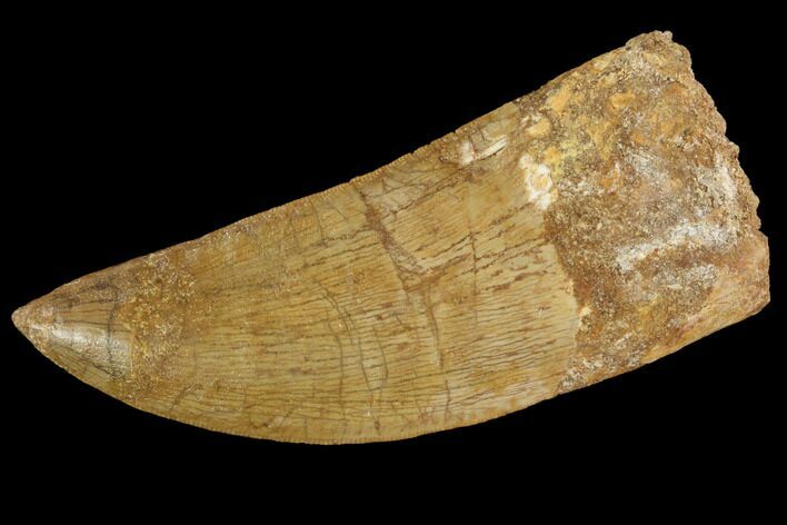 Carcharodontosaurus Tooth - Kem Kem Beds #88985